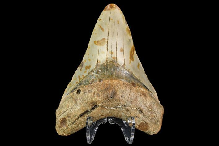 Fossil Megalodon Tooth - North Carolina #109664